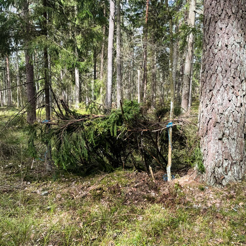 Vindskydd byggt av granris i skogen.