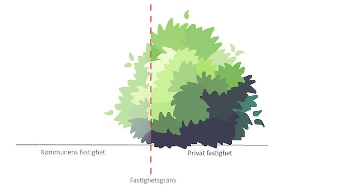 Illustration som visar att buskage måste beskäras innan kommunal gräns.