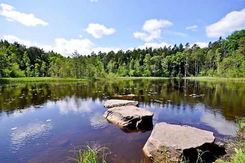 Vy över Sandakärret med sina vita näckrosor.