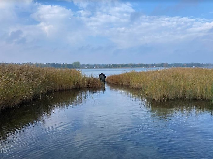 Miljöbild från Gotland